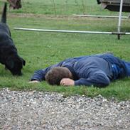 Labrador retriever Plet