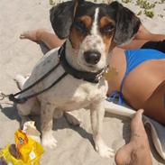 Dansk svensk gaardhund Marley