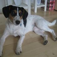 Dansk svensk gaardhund Marley