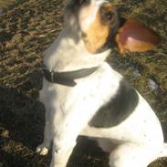 Dansk svensk gaardhund Marley