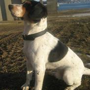 Dansk svensk gaardhund Marley