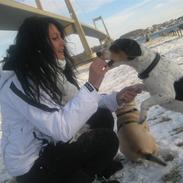 Dansk svensk gaardhund Marley