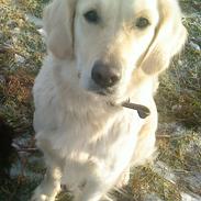 Golden retriever Luna