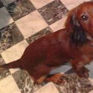 Dværggravhund Junior