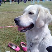 Golden retriever Luna