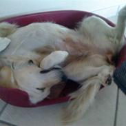 Golden retriever Luna