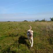 Golden retriever Luna