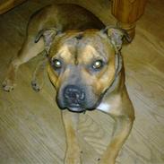 Staffordshire bull terrier Kento