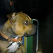 Staffordshire bull terrier Kento
