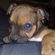 Staffordshire bull terrier Kento