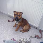 Staffordshire bull terrier Kento