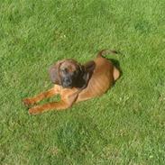 Bayersk bjergsschweisshund Don Vrátna Dolina