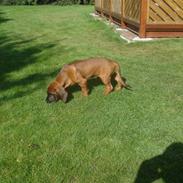 Bayersk bjergsschweisshund Don Vrátna Dolina