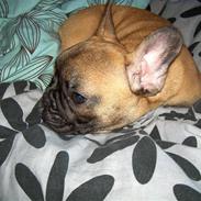 Fransk bulldog Shila Bouledogue Français