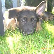 Schæferhund Sandkærgårds Lajco
