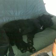 Blanding af racer Ratata