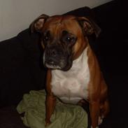 Boxer bella