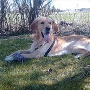 Golden retriever Samson