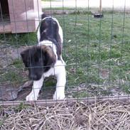 Blanding af racer Molly