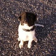 Blanding af racer Molly