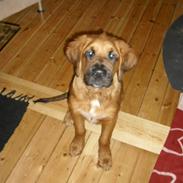 Blanding af racer Sofie (Fie)