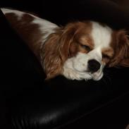 Cavalier king charles spaniel Vilma