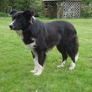 Border collie Wolf