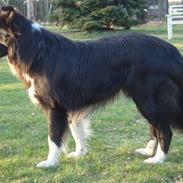 Border collie Wolf