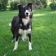 Border collie Wolf