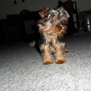 Yorkshire terrier Daisy Stick