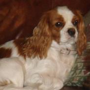 Cavalier king charles spaniel Emma