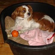 Cavalier king charles spaniel Emma