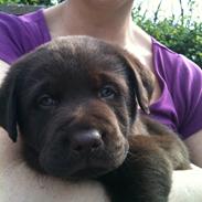 Labrador retriever BALDER