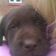 Labrador retriever BALDER