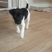 Dansk svensk gaardhund Luna