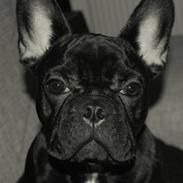 Fransk bulldog kenzo