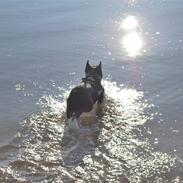 Fransk bulldog kenzo