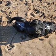 Fransk bulldog kenzo