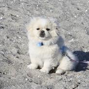 Blanding af racer Balou