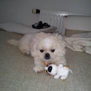 Blanding af racer Balou