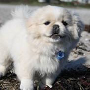 Blanding af racer Balou