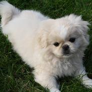 Blanding af racer Balou