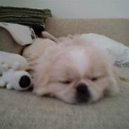 Blanding af racer Balou