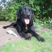 Labrador retriever Homer