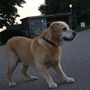 Labrador retriever Formel 1 | Zenta