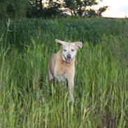 Labrador retriever Formel 1 | Zenta