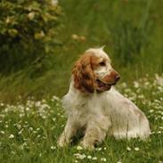 Cocker spaniel Nuggi