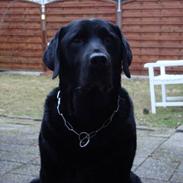 Labrador retriever Bamse * RIP *