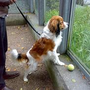 Kooikerhondje Hugo