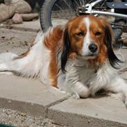 Kooikerhondje Hugo